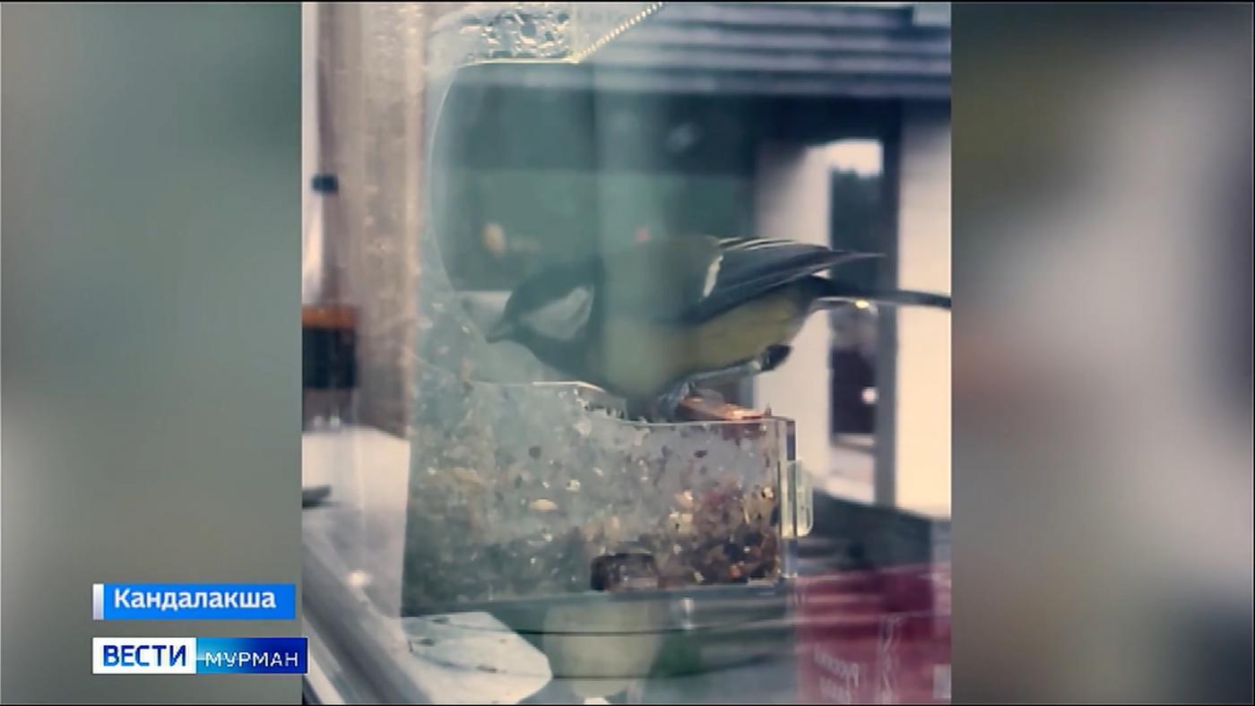 "Покормите птиц зимой": Кандалакша присоединилась к всероссийской акции