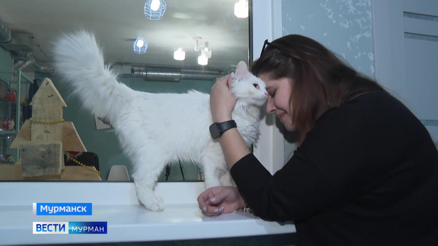 Пришли за Милки, забрали Дизеля: за год работы первого в регионе котокафе "МурМания" дом обрели 29 пушистиков