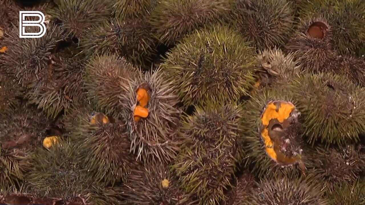Экспорт морских ежей из Мурманской области вырос почти на 20%