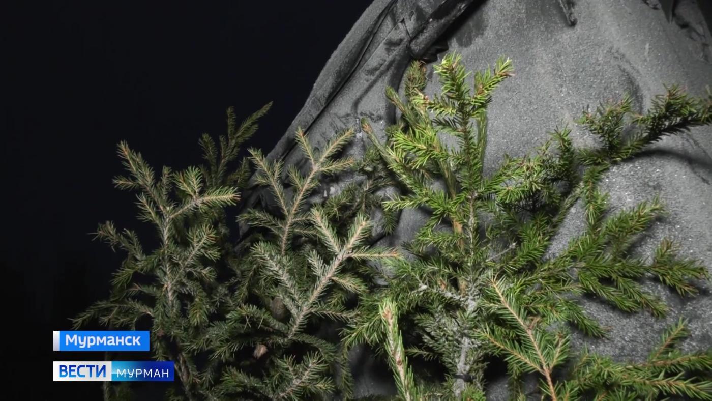 Жителям Мурманской области напомнили, как правильно утилизировать живую елку