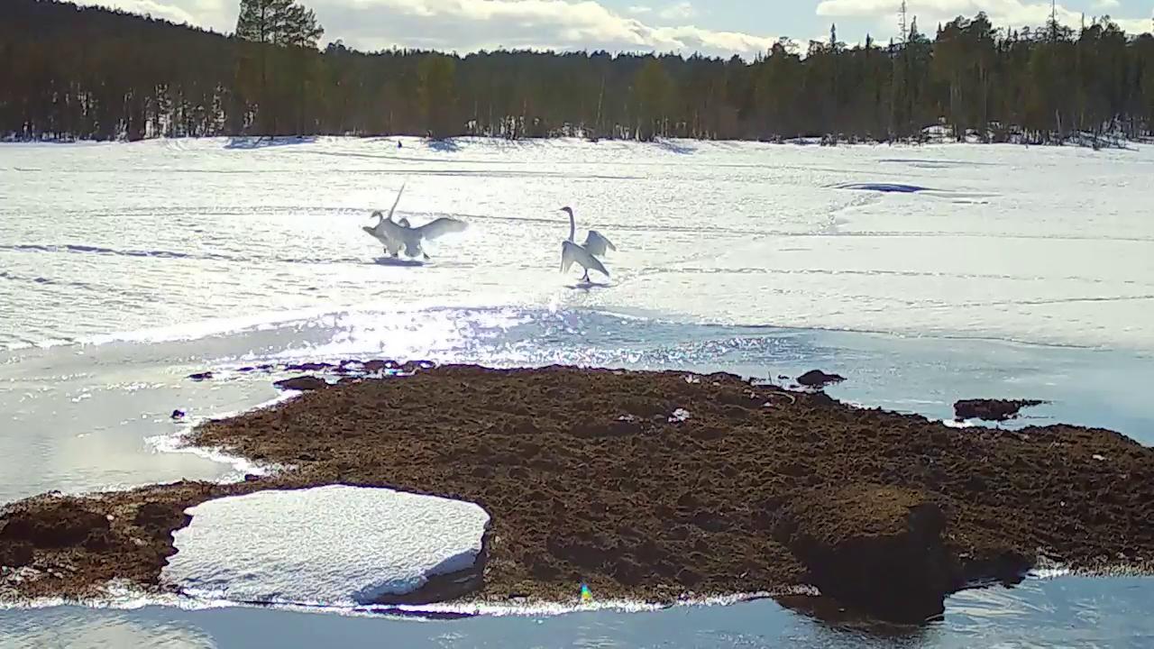 Лапландский заповедник отмечает 96-летие