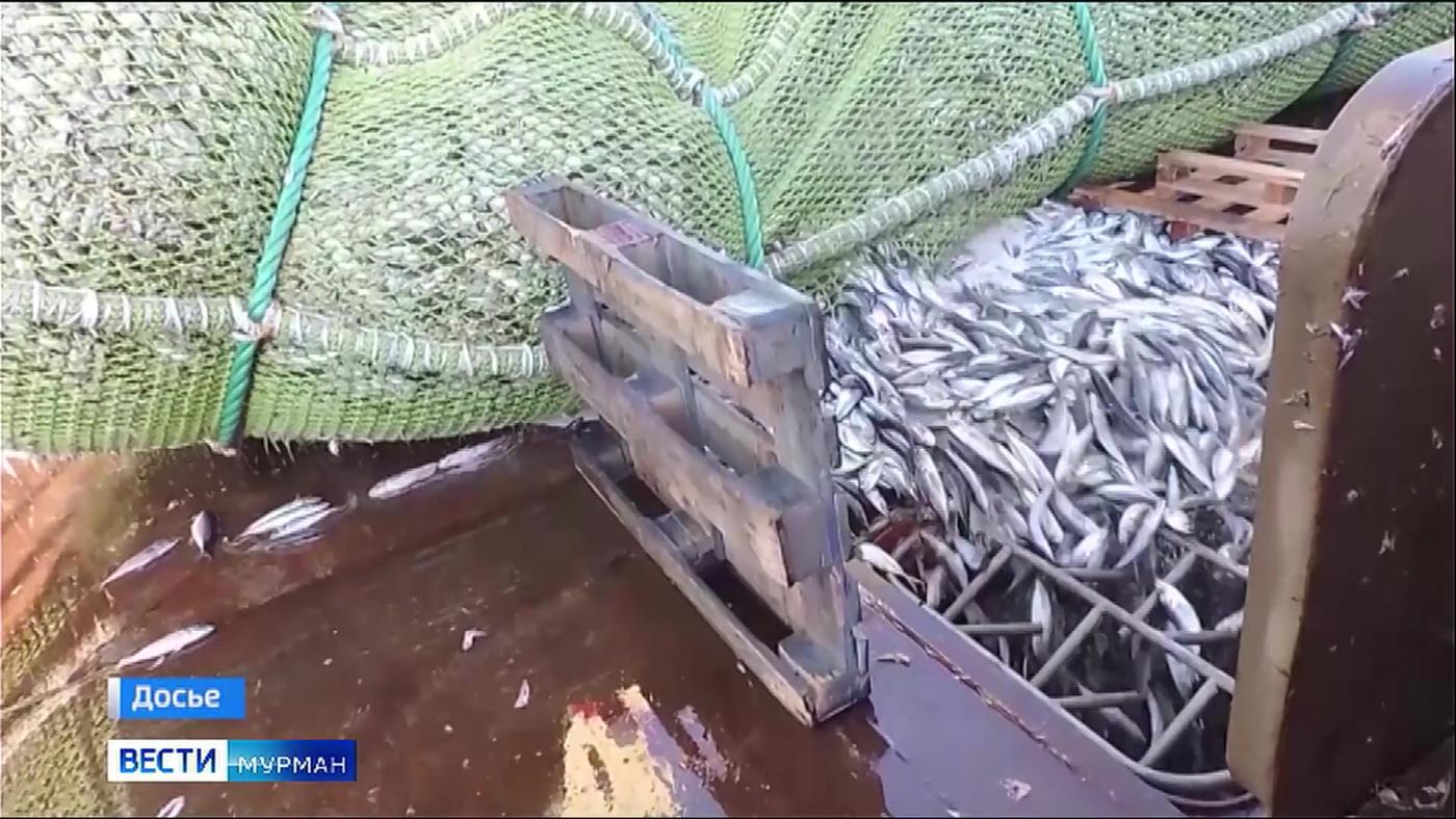 Госдума рассмотрит проект о расширении прав рыбаков на обработку печени трески в Мурманской области