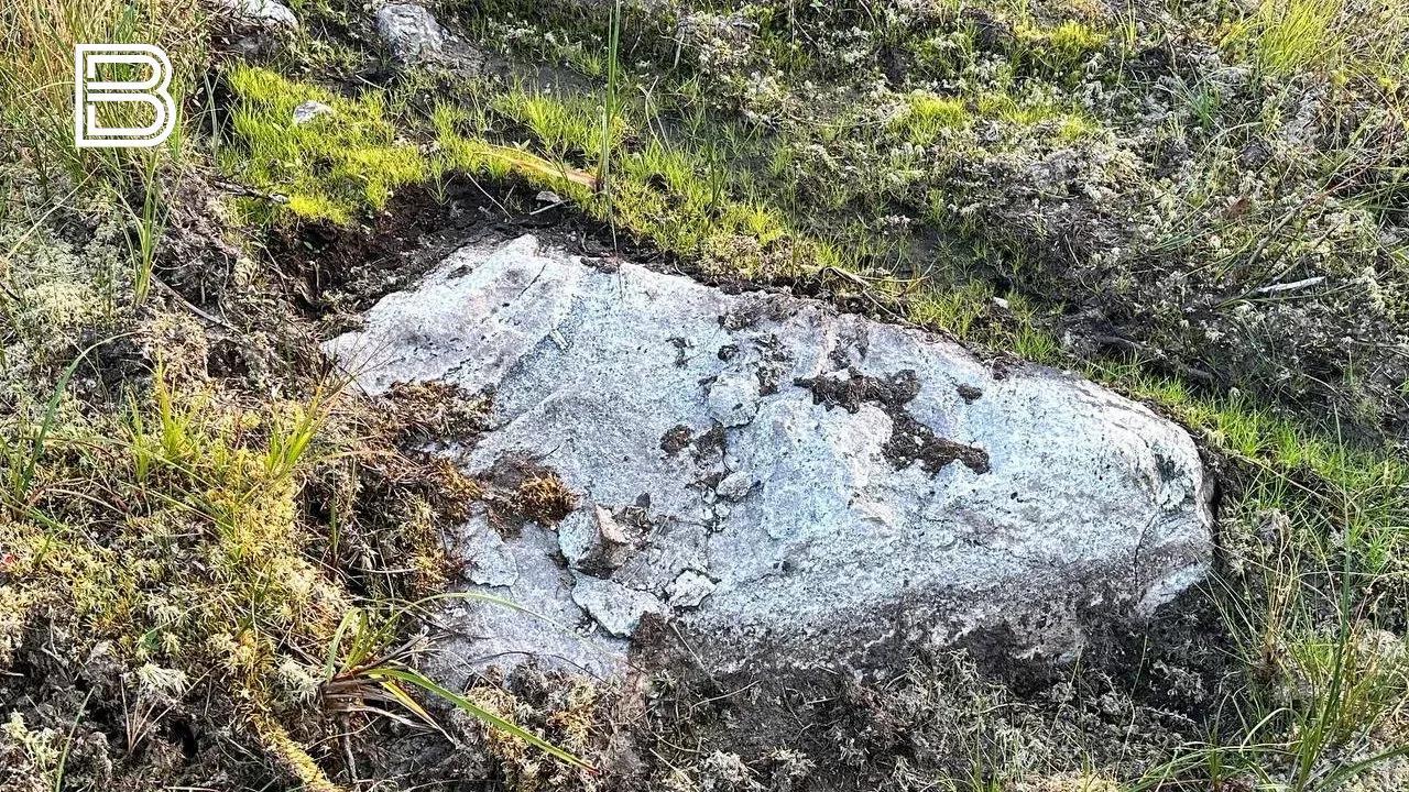 Андрей Чибис предложил создать волонтерские отряды для очистки лесов от мусора