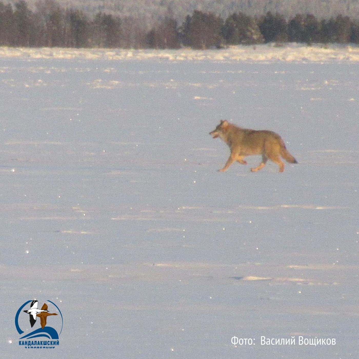 Волк попал в объектив инспектора Кандалакшского заповедника