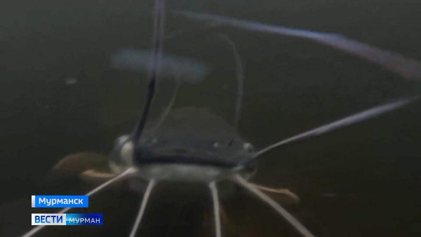 Африканский сом и речной рак привыкают к жизни в Кольском Заполярье