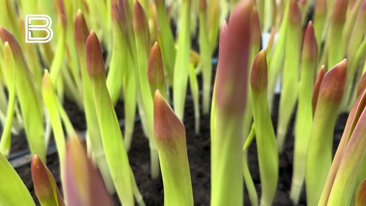 К 8 марта в Полярно-альпийском ботаническом саду распустятся тысячи тюльпанов