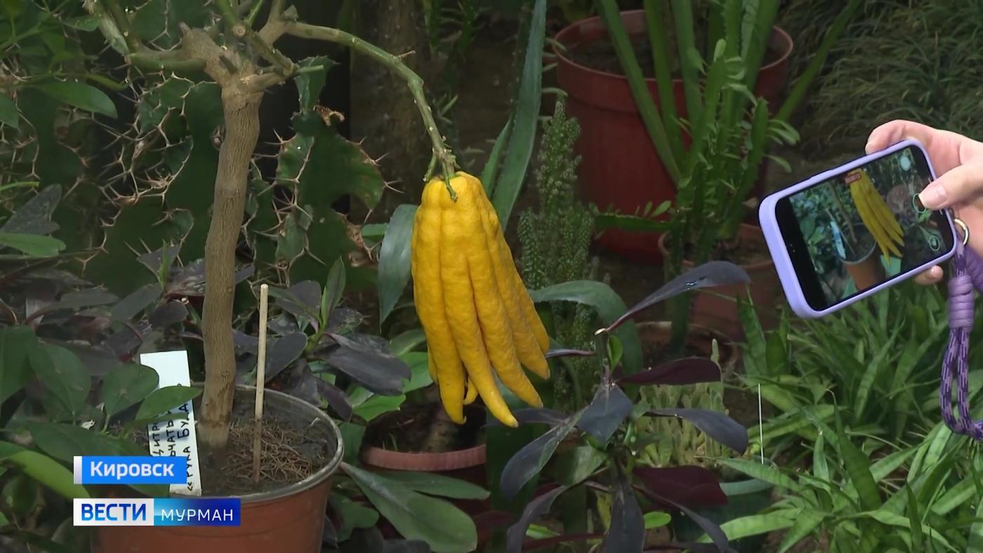 В Полярно-альпийском ботаническом саду в Кировске поселился цитрон пальчатый