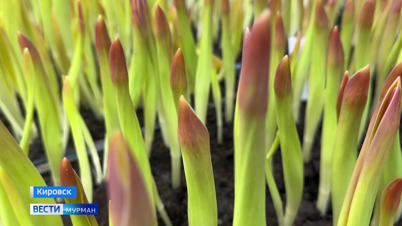 Алый "Парад" и белая "Антарктика": 14 тысяч тюльпанов скоро распустятся в Полярно-альпийском ботаническом саду