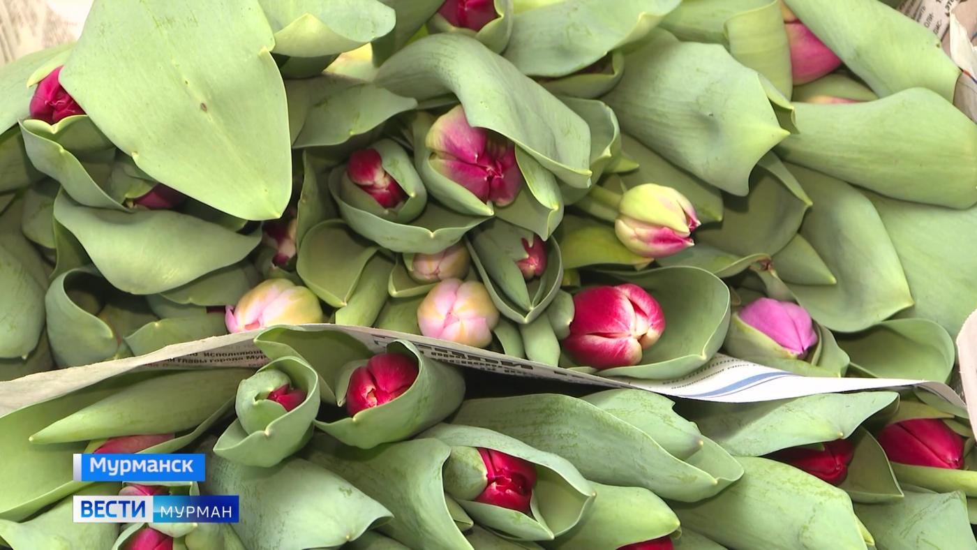 50 сортов тюльпанов расцвели в Мурманских парниках