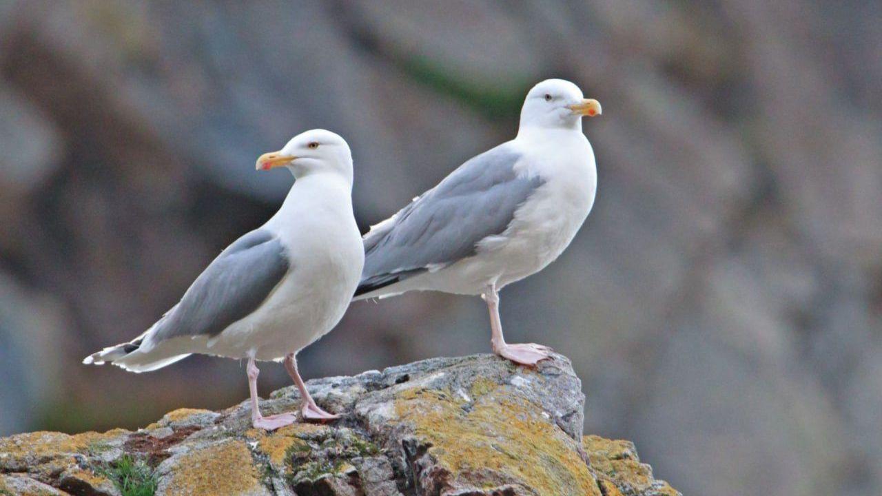 Первые чайки уже прилетели в Кандалакшу &mdash; на месяц раньше, чем 70 лет назад