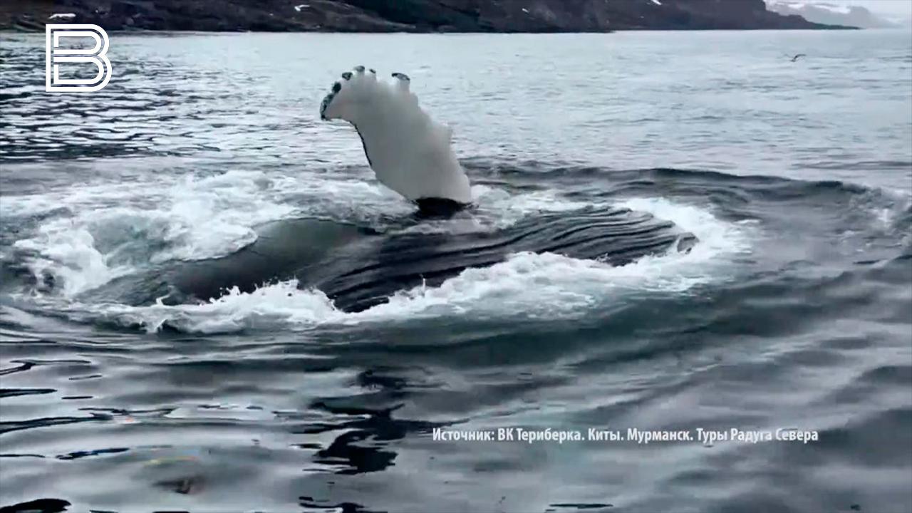Рекомендации наблюдения за морскими животными в Мурманской области официально утверждены