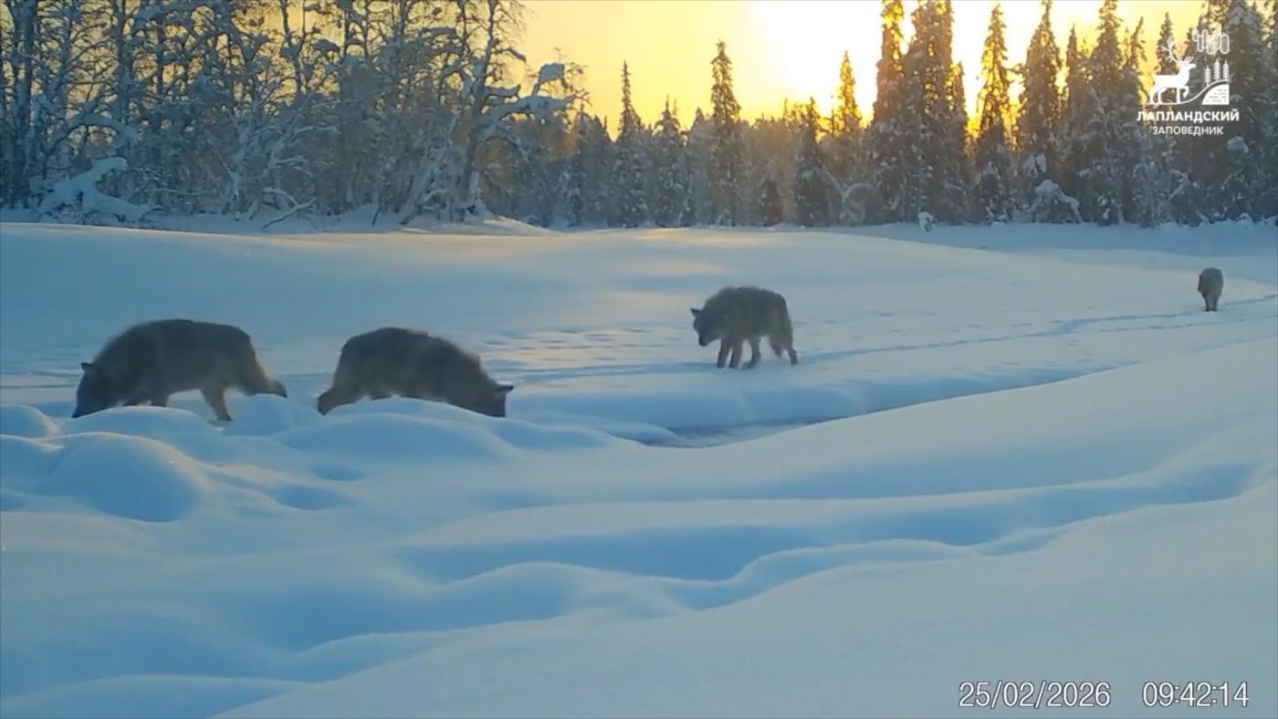 Фотоловушка запечатлела стаю волков в Лапландском заповеднике