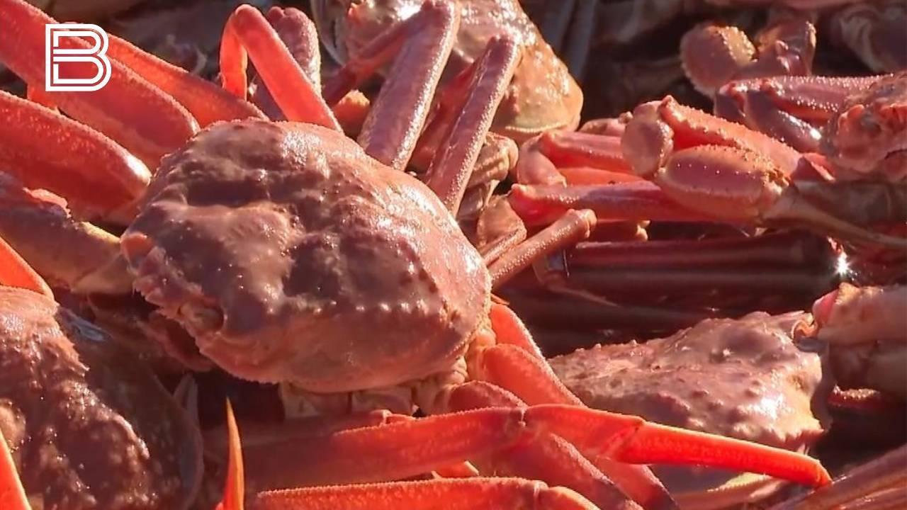 Более 200 тысяч рублей заплатит житель Печенгского округа за незаконное хранение конечностей краба