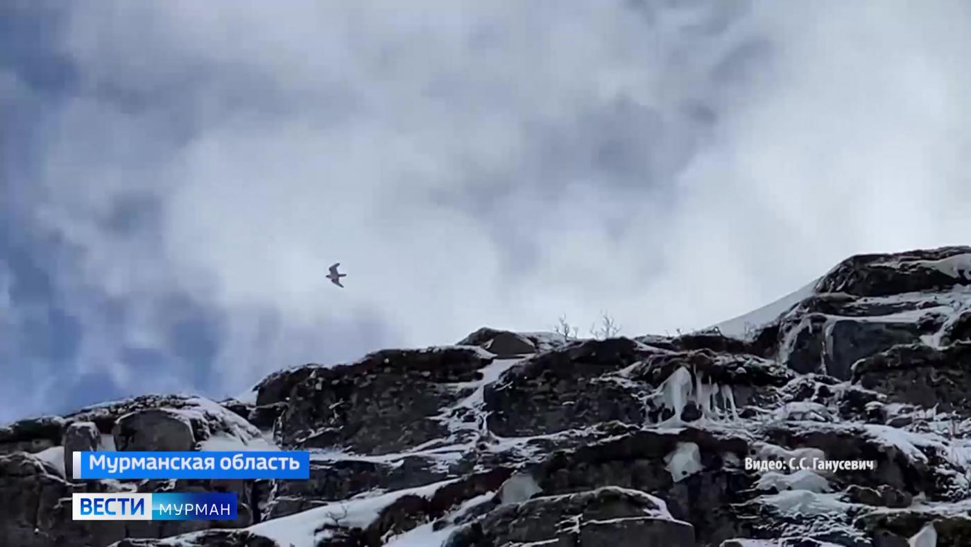 Птицы высокого полета. Как на Крайнем Севере изучают пернатых хищников
