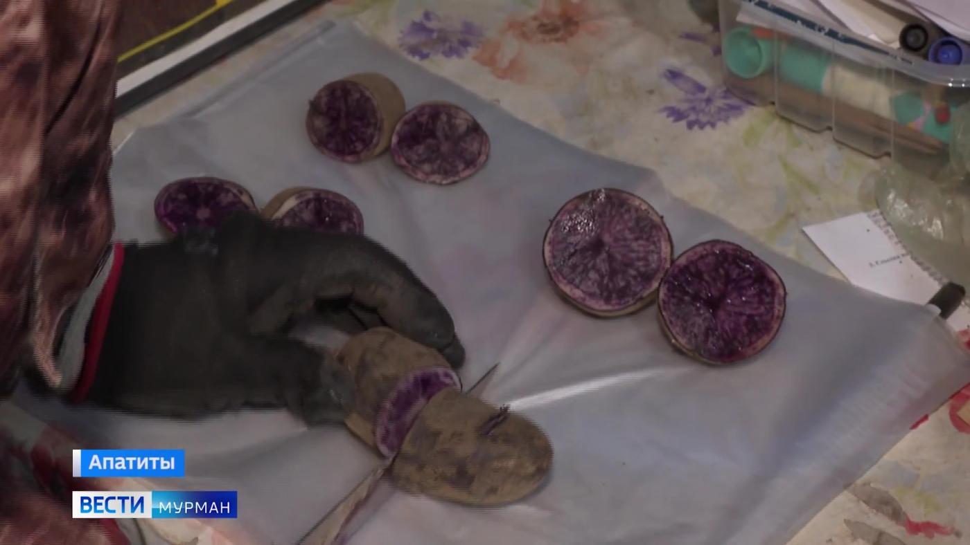 Какую картошку выращивают на Севере и как лечат заболевшие растения? Проведем экскурсию по Полярной опытной станции