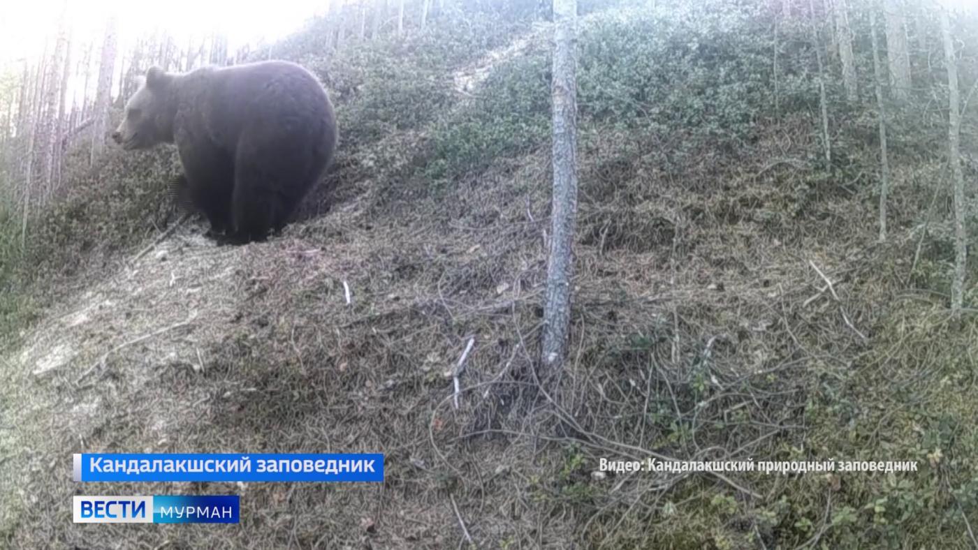 Трудовые будни медвежат-трехлеток в Канадалакшском заповеднике попали в объектив фотоловушки