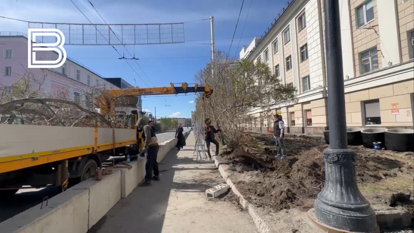 Сирень из центра Мурманска переедет в Дровяное
