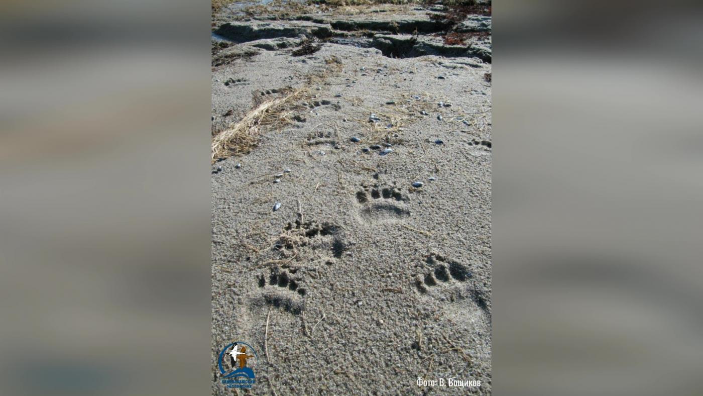 На берегу Белого моря нашли следы косолапого&nbsp;