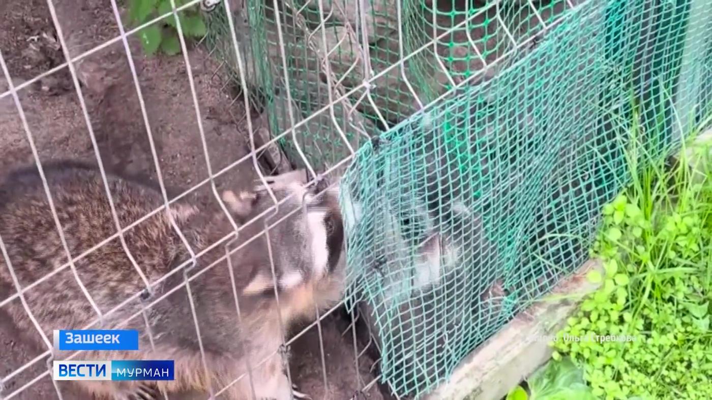 Пушистые еноты стали героями очередного видео Трогательной фермы из Зашейка