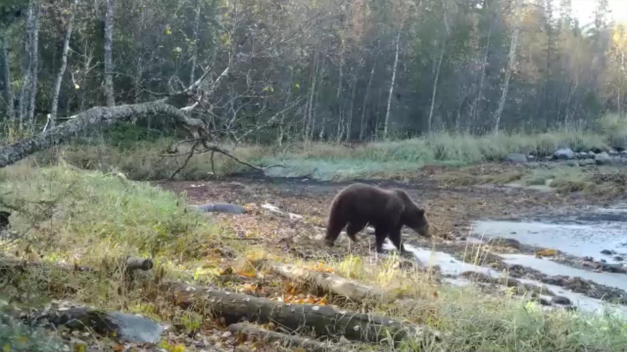Лимиты и квоты добычи бурого медведя утвердили в Мурманской области