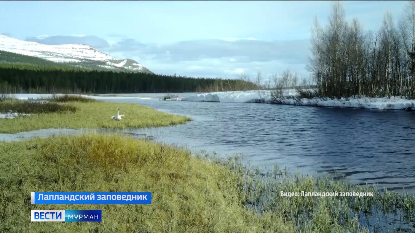 В Лапландском заповеднике звери и птицы стали героями видеосъемки