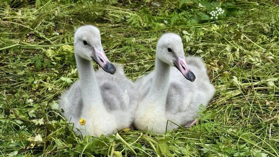 Осиротевших лебедят в Мурманской области спасла сотрудница транспортной полиции