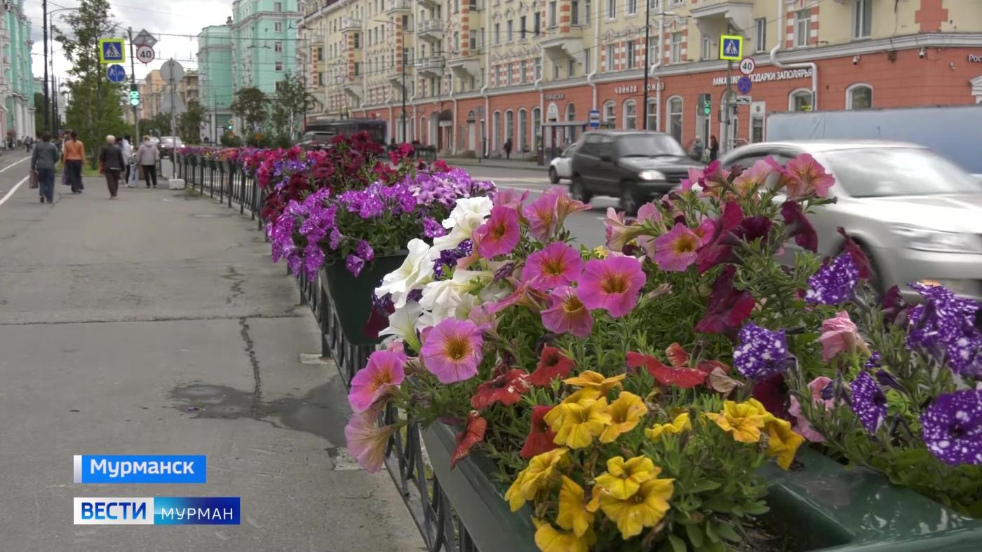 Яркие цветы продолжают радовать жителей и гостей Мурманска