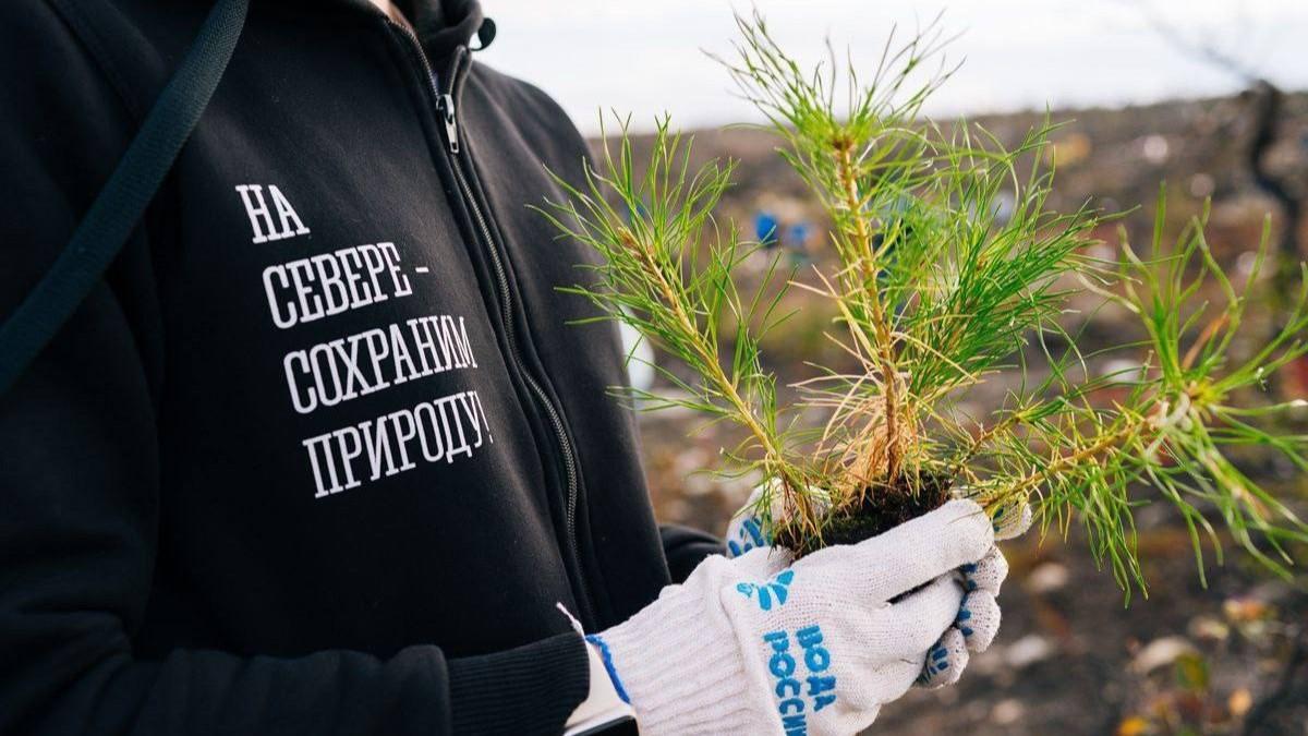 Экологическая акция "Сохраним лес" вновь состоится в Мурманской области
