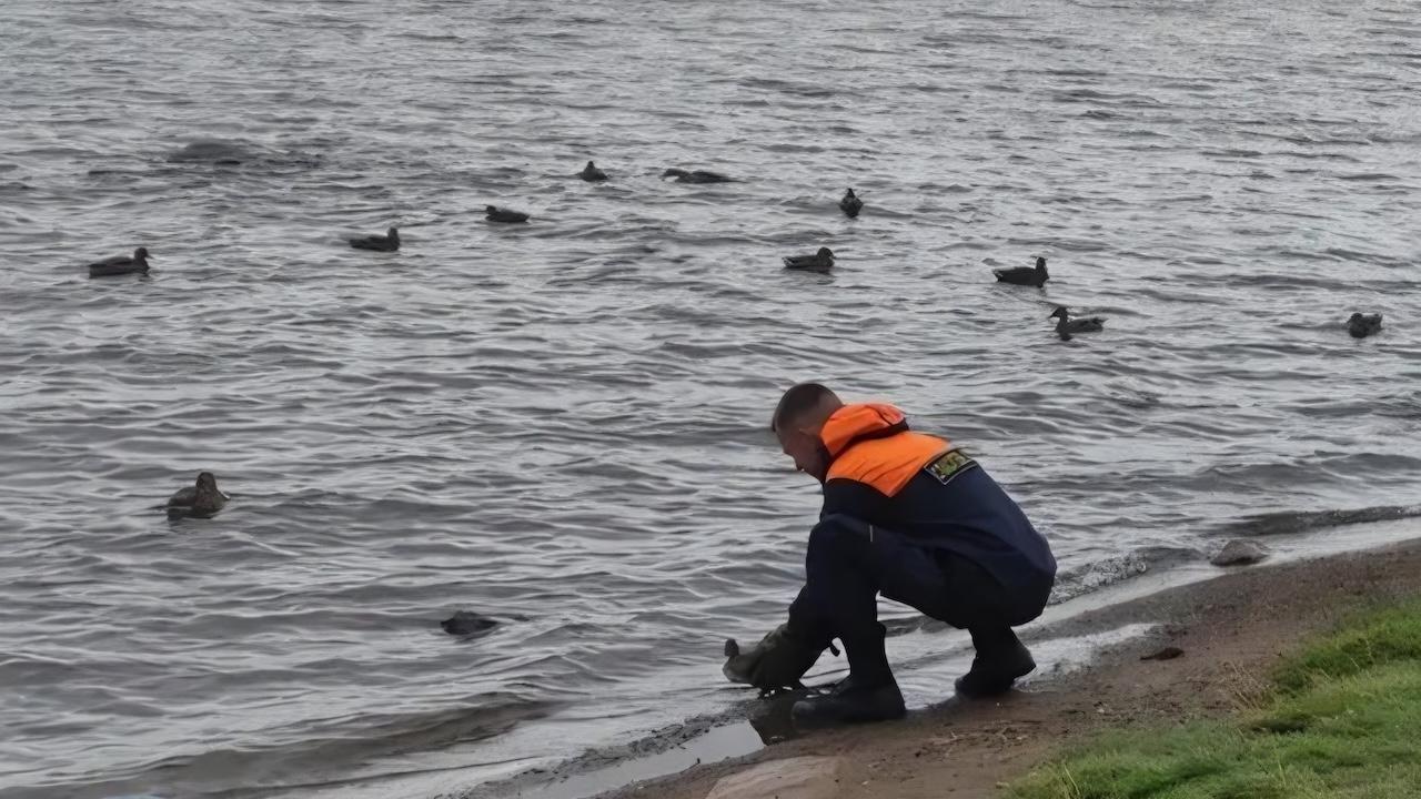 Апатитские спасатели помогли утиной семье вернуться домой