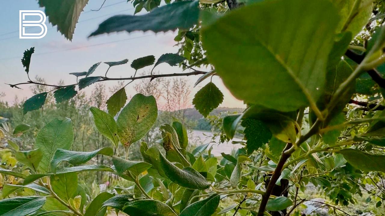 О мерах безопасности при встрече с медведем напомнили жителям Мурманской области