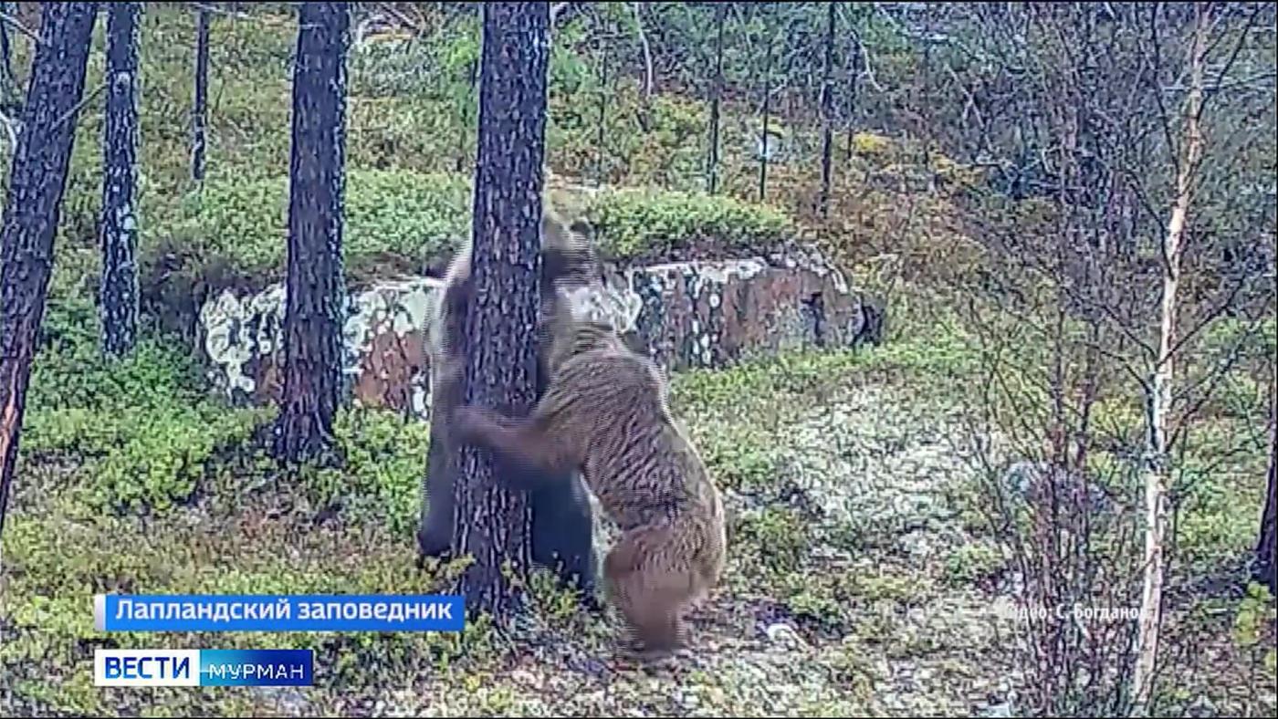 Два медведя устроили игры в Лапландском заповеднике