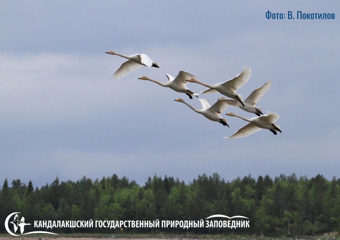 Где зимуют журавли, гуси и лебеди? Ученые Кандалакшского заповедника наблюдают за пролетом птичьих стай на юг